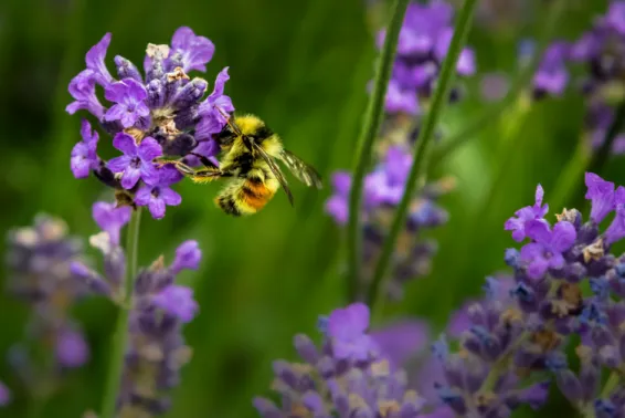 A honey bee retrieving nectar from a purple flower.