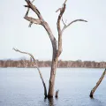 Tree submerged in flood water