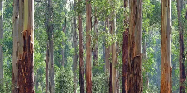 Australian trees in the Australian bush
