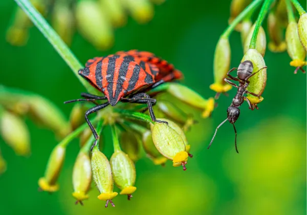 A red and black striped bug sitting on a green flower next to an ant outside in a greenery. 