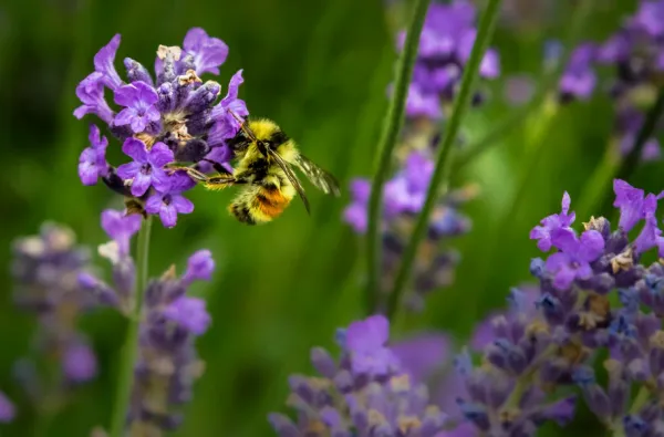 Bee on a purple flower