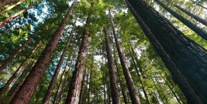 Tall trees reaching to the sky