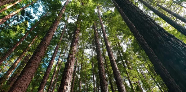 Tall trees reaching to the sky