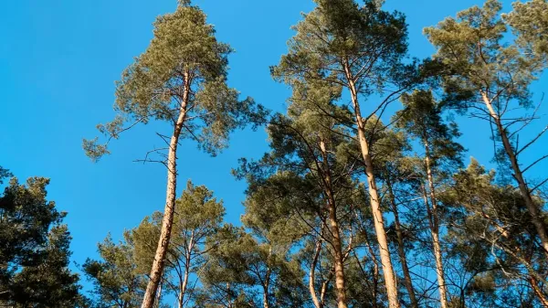 Trees on a blue sky background