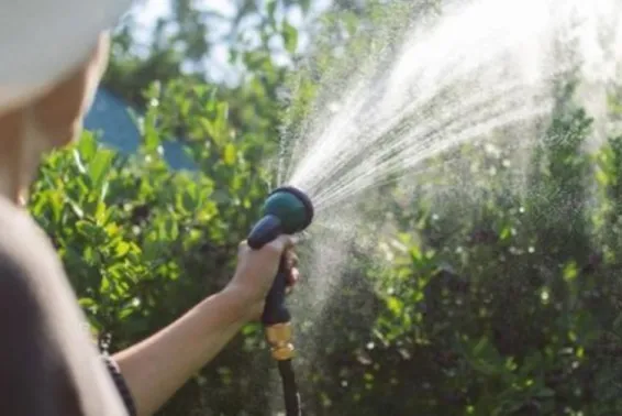Woman with hat watering the garden bushes