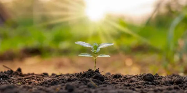 small shoot in dirt with sunlight in the background