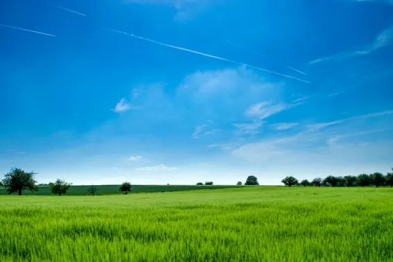 Bright blue sky and lush green field