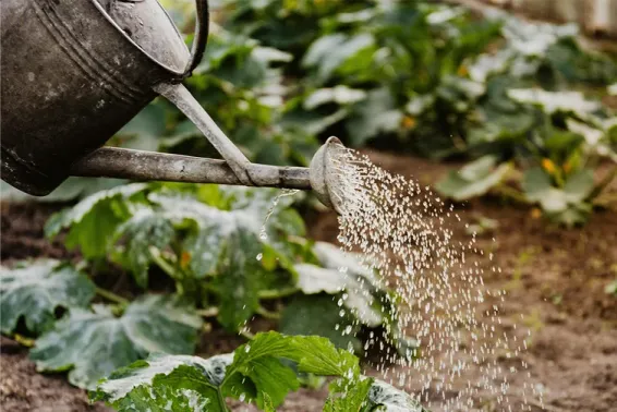 Watering can watering green leaves