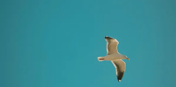 White seagull soaring against a blue, cloud-free sky.