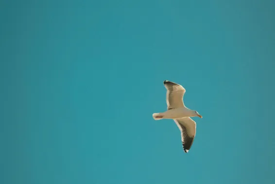 Seagull soaring against a blue, cloud-free sky.