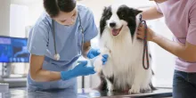 A black and white Border Collie being examined with by a vet.
