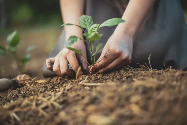 Photo depicting a gardener's hands putting a seedling into the soil and supporting its stem so it can gain stability before its properly buried.