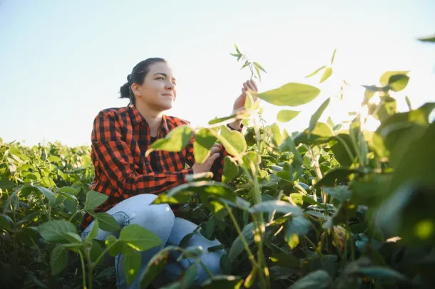 Caucasian female farm worker inspecting soy at field summer evening time somewhere in Ukraine.